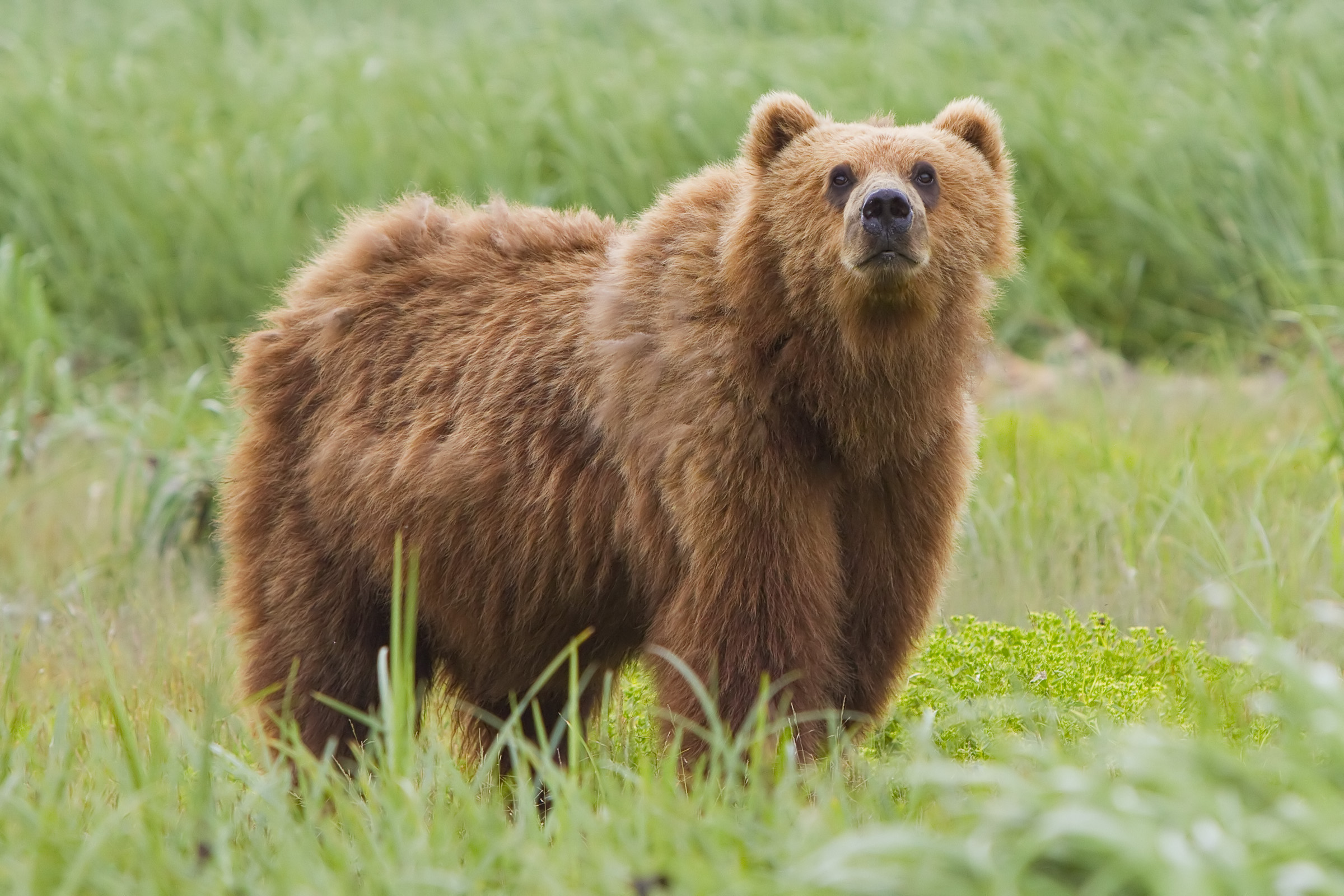 A kodiak bear